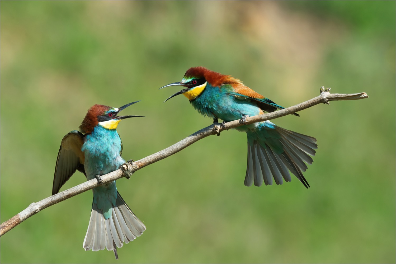 European Bee-eater (Bijeneter)