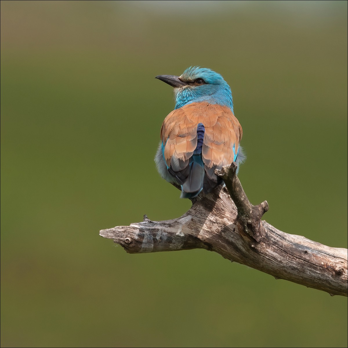 European Roller (Scharrelaar)