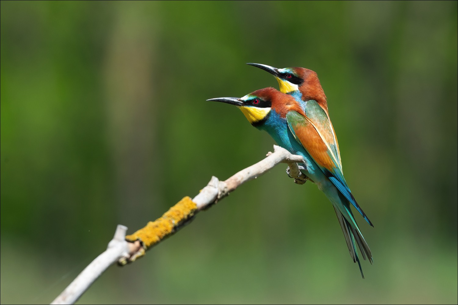 European Bee-eater (Bijeneter)