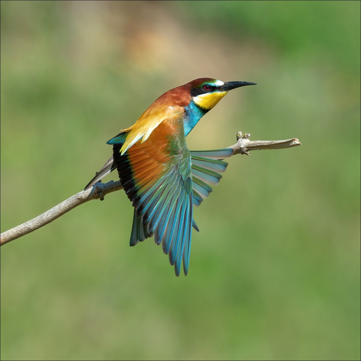 European Bee-eater (Bijeneter)