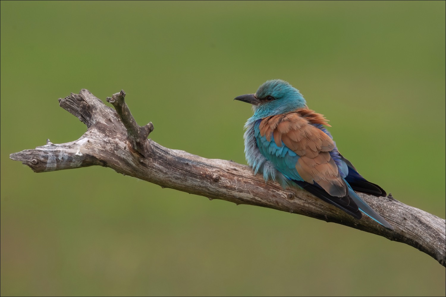 European Roller (Scharrelaar)