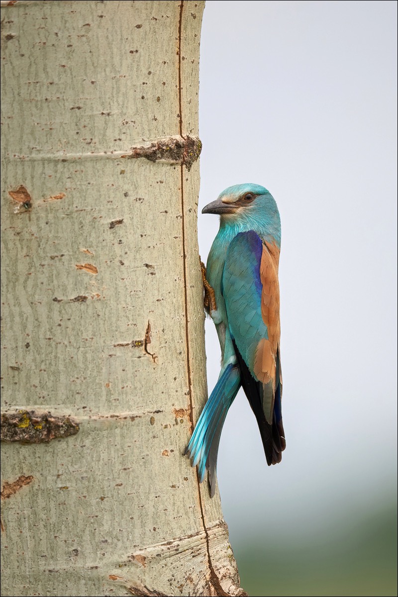 European Roller (Scharrelaar)