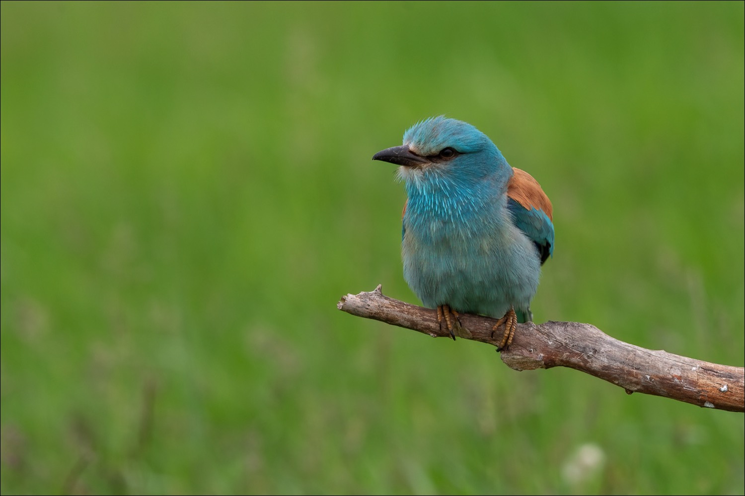 European Roller (Scharrelaar)