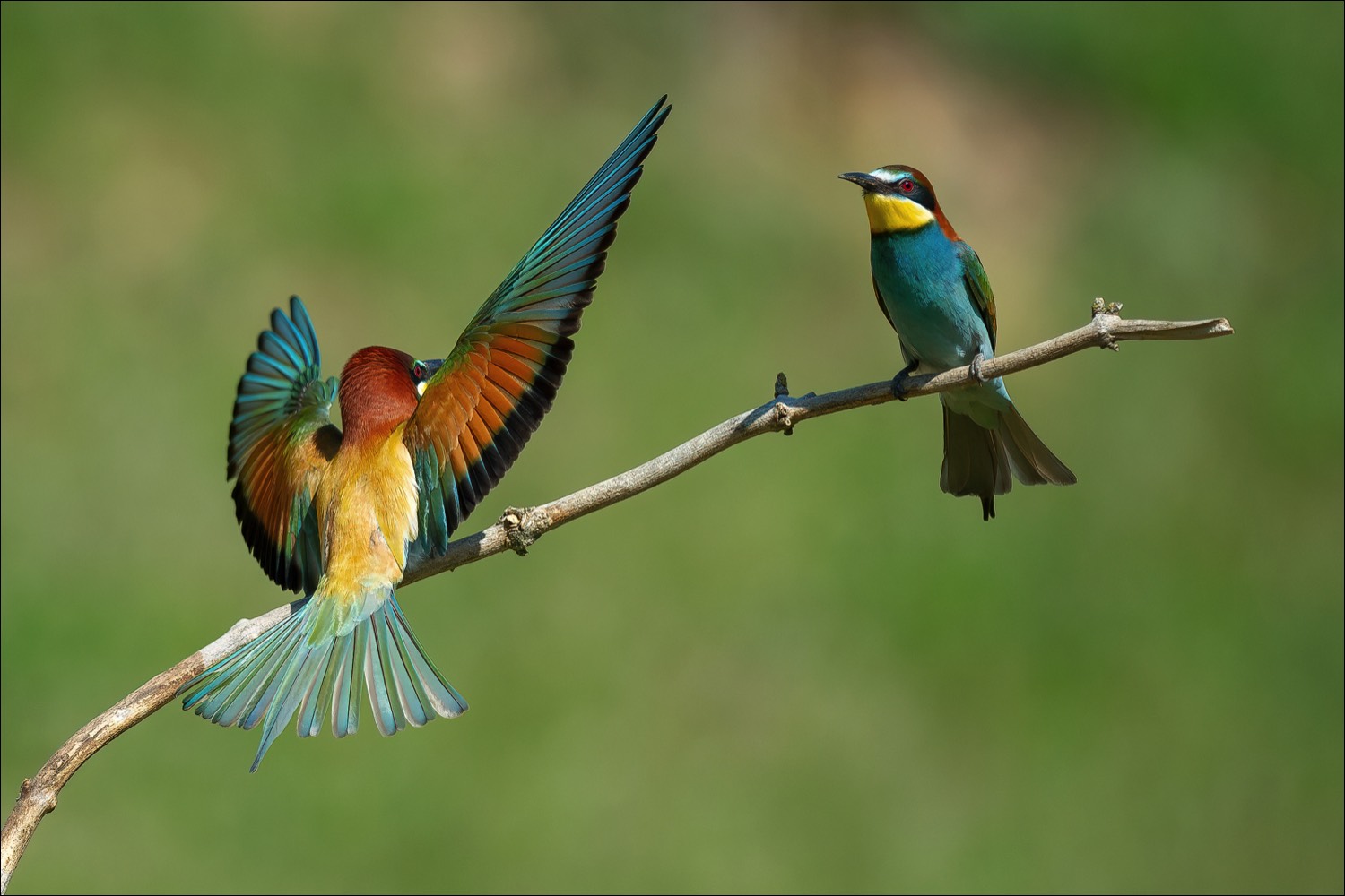 European Bee-eater (Bijeneter)