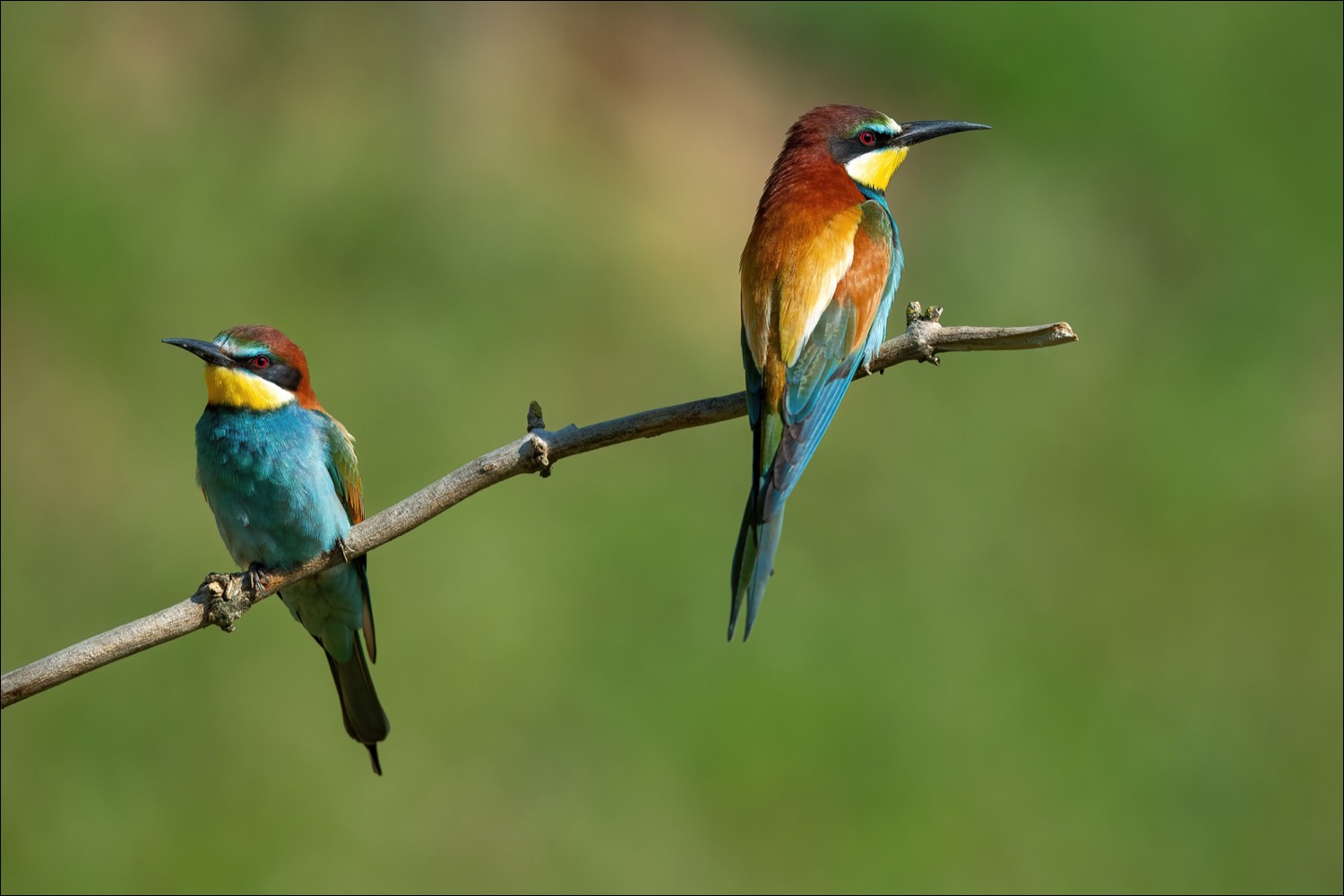 European Bee-eater (Bijeneter)