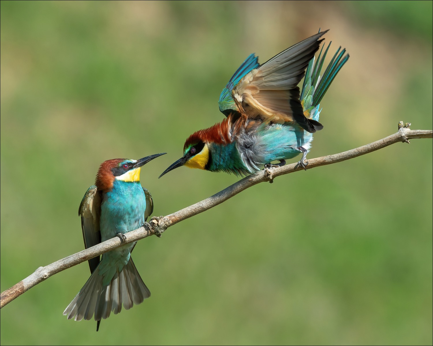 European Bee-eater (Bijeneter)