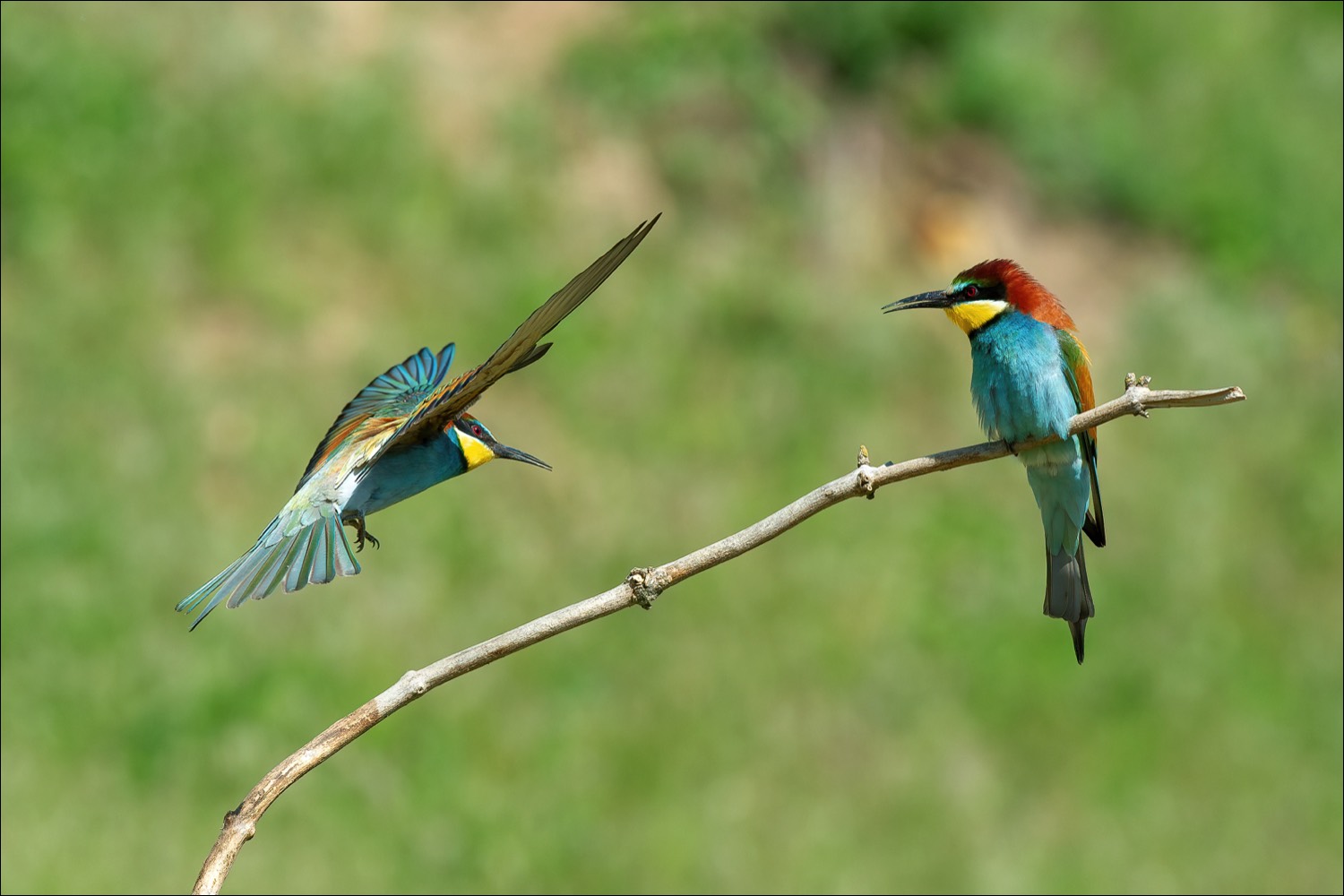 European Bee-eater (Bijeneter)