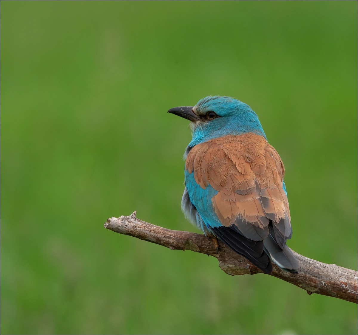 European Roller (Scharrelaar)