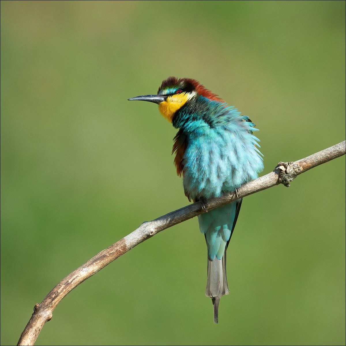 European Bee-eater (Bijeneter)