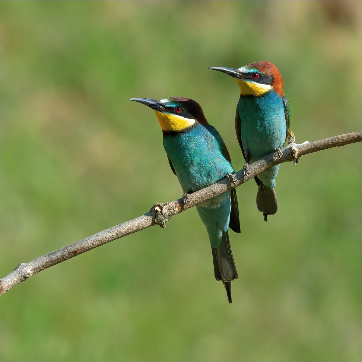 European Bee-eater (Bijeneter)