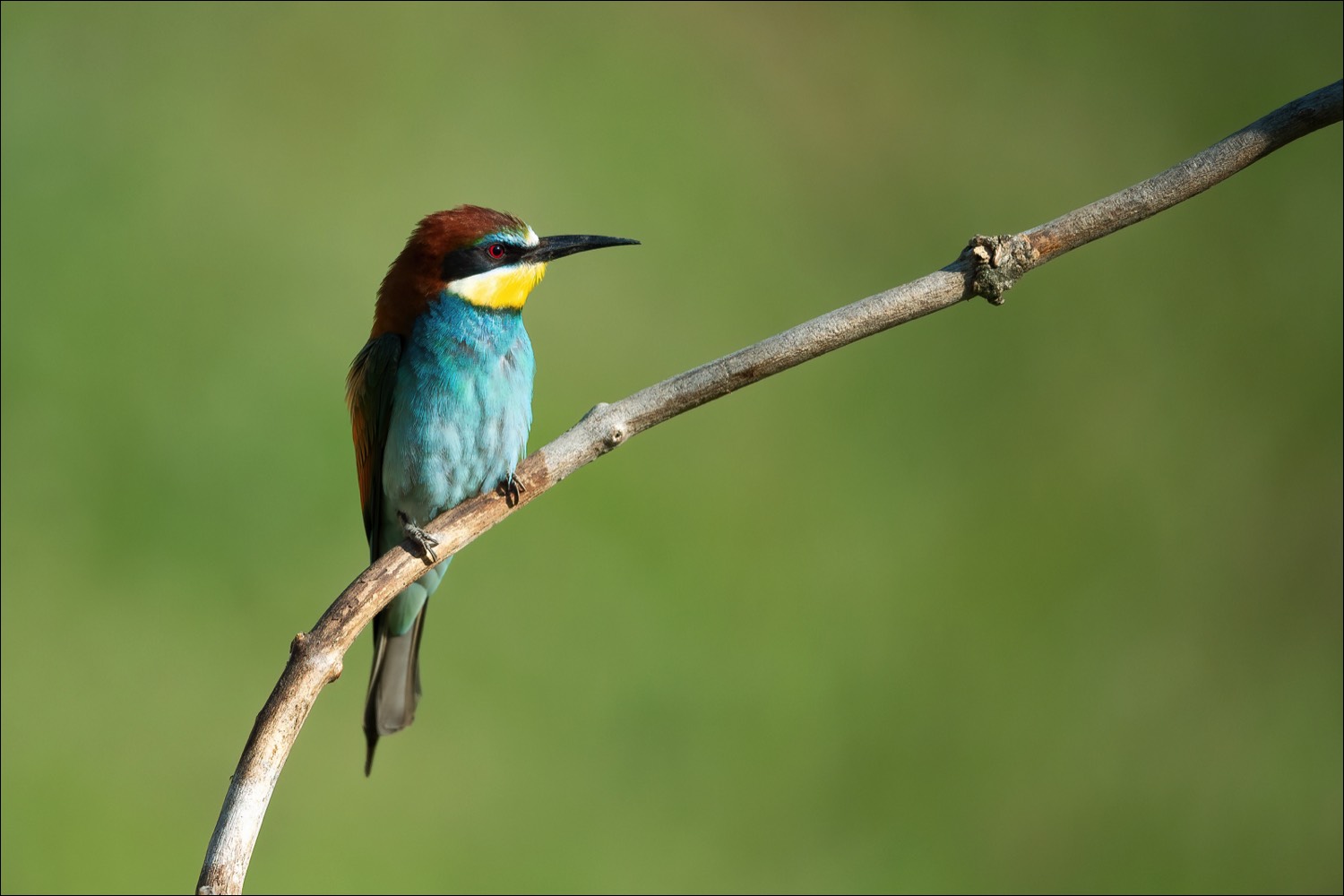 European Bee-eater (Bijeneter)