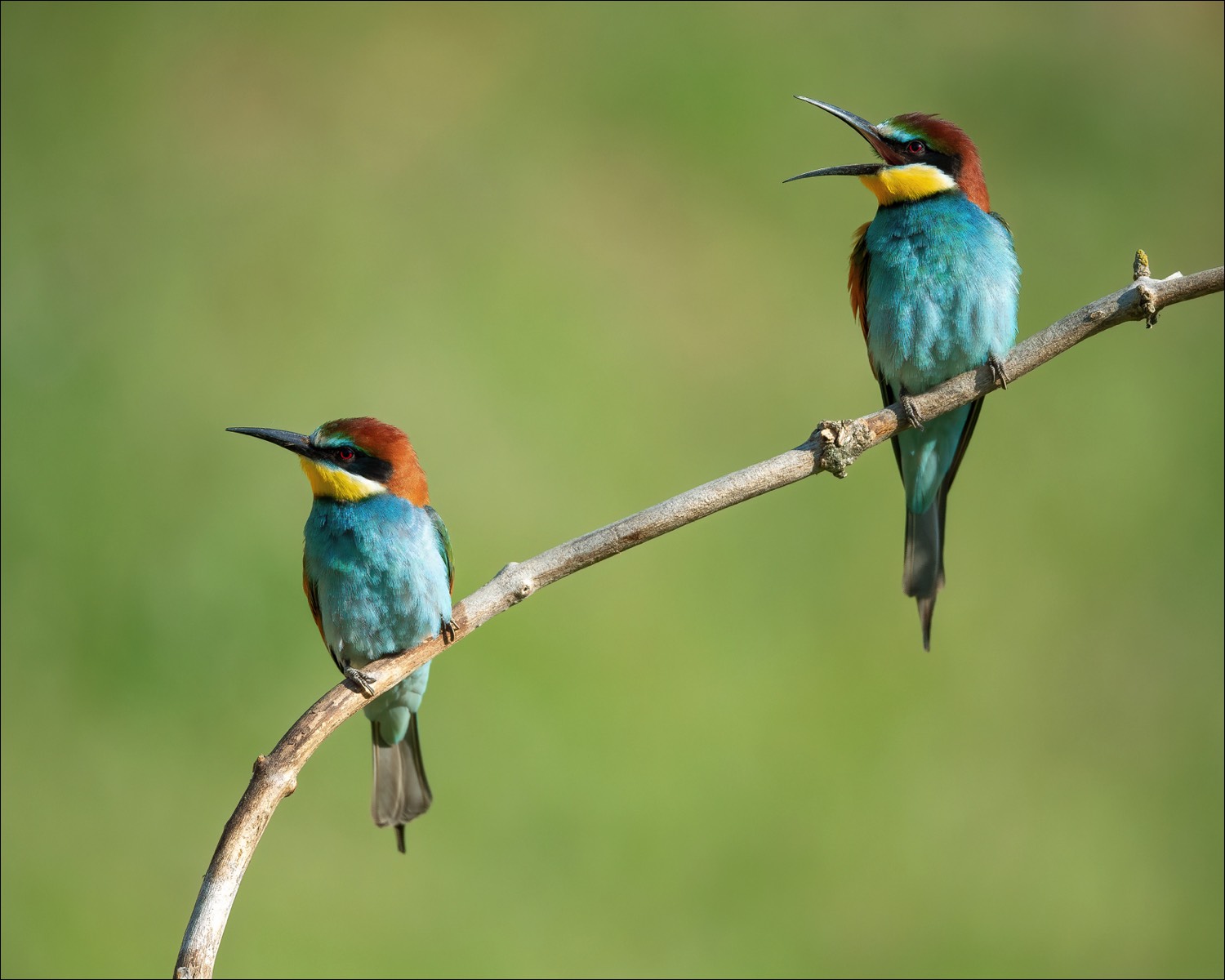 European Bee-eater (Bijeneter)