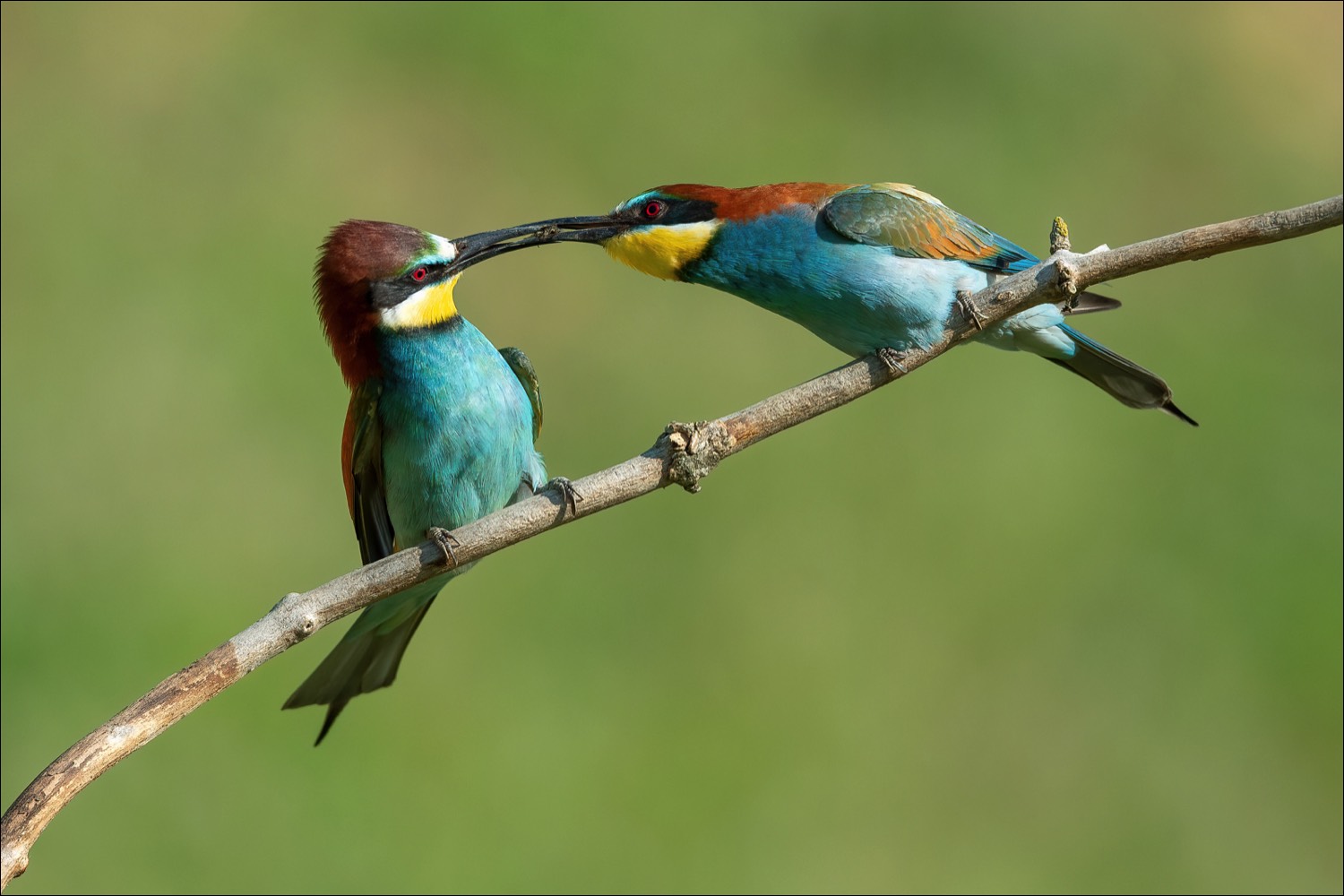 European Bee-eater (Bijeneter)