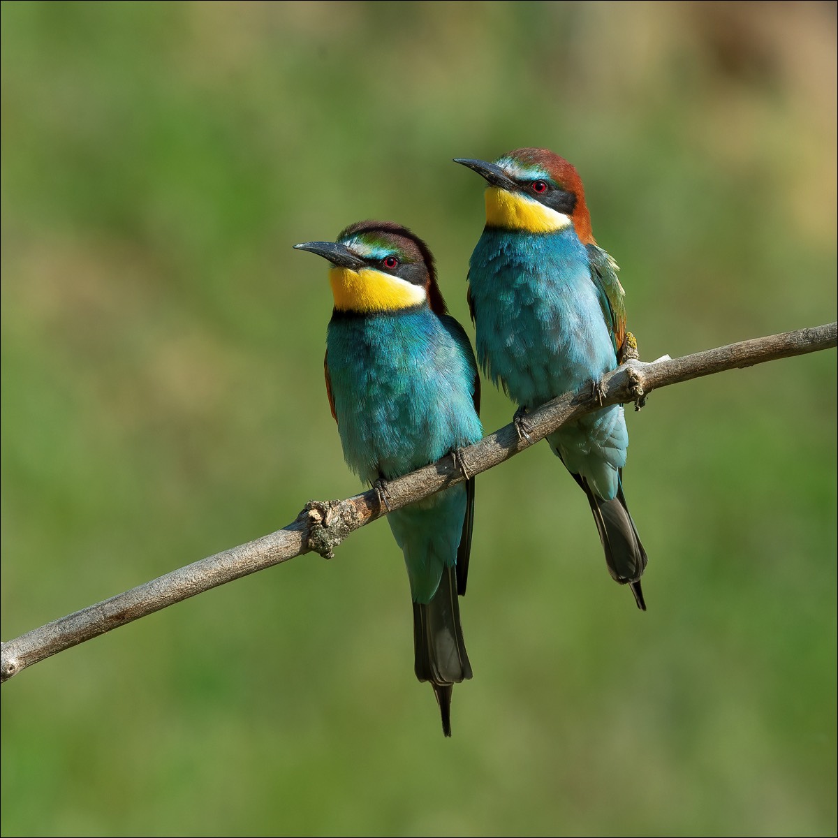 European Bee-eater (Bijeneter)