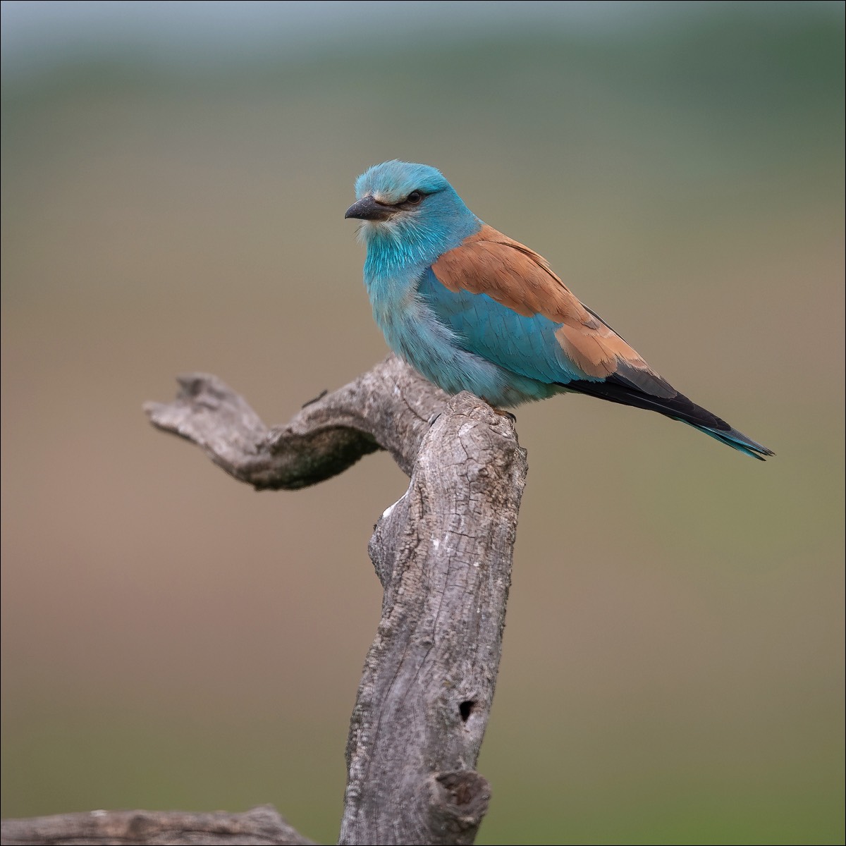 European Roller (Scharrelaar)