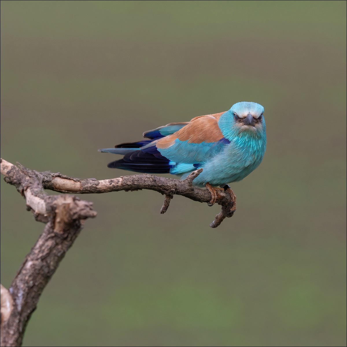 European Roller (Scharrelaar)