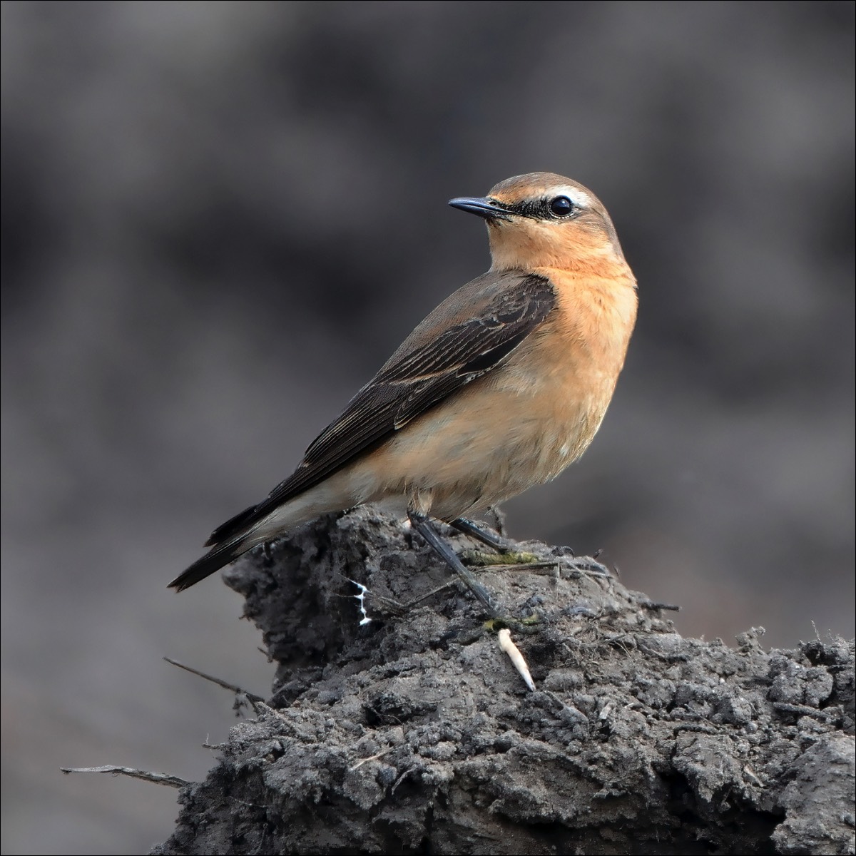 Northern Wheatear (Tapuit)