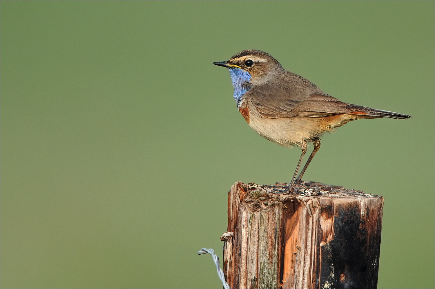 Bluethroat (Blauwborst)