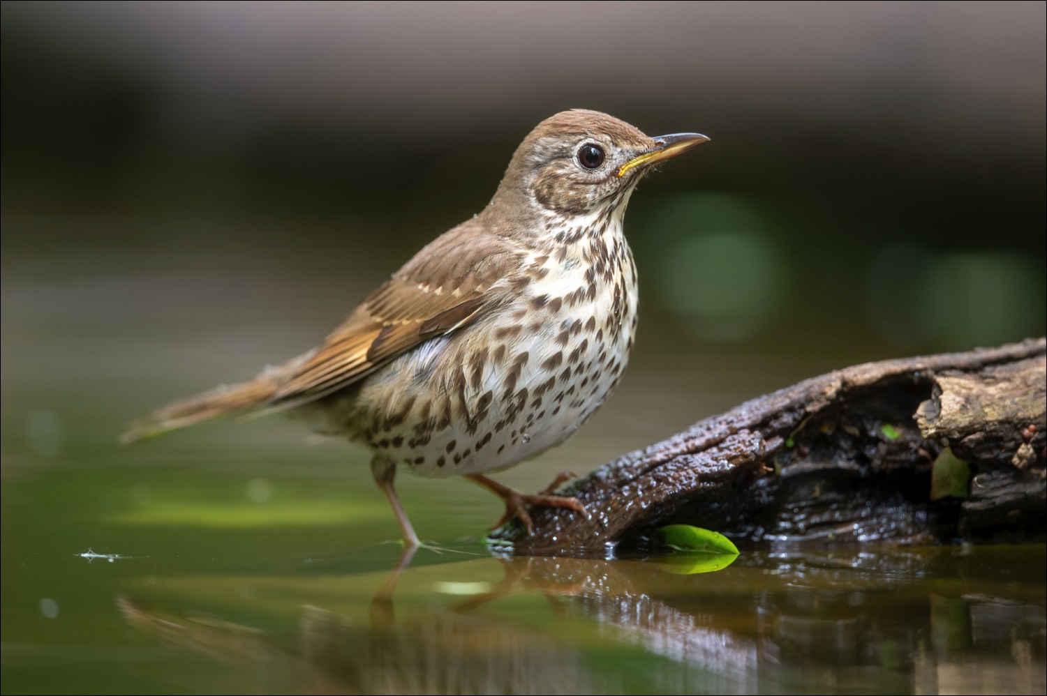 Song Thrush (Zanglijster)