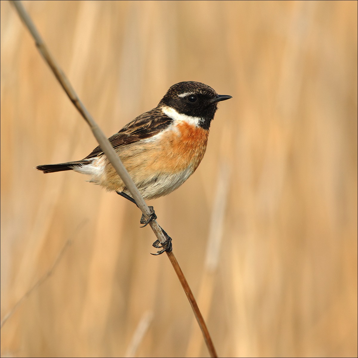 Common Stonechat (Roodborsttapuit)