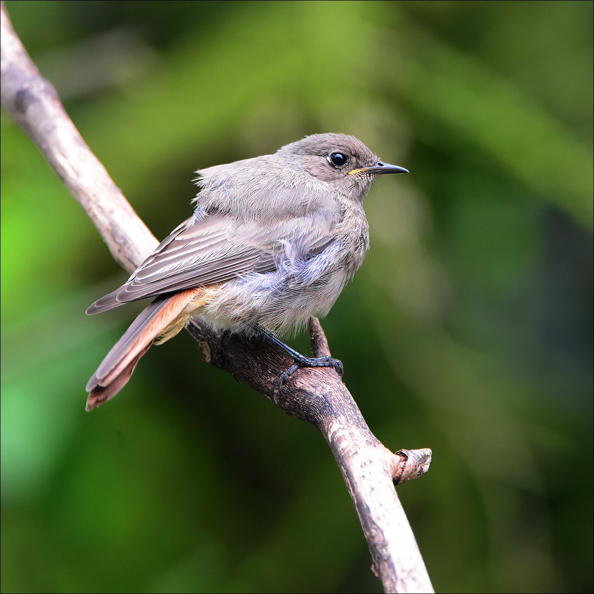 Black Redstart (Zwarte Roodstaart)