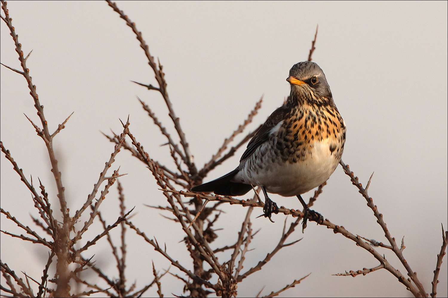 Fieldfare (Kramsvogel)