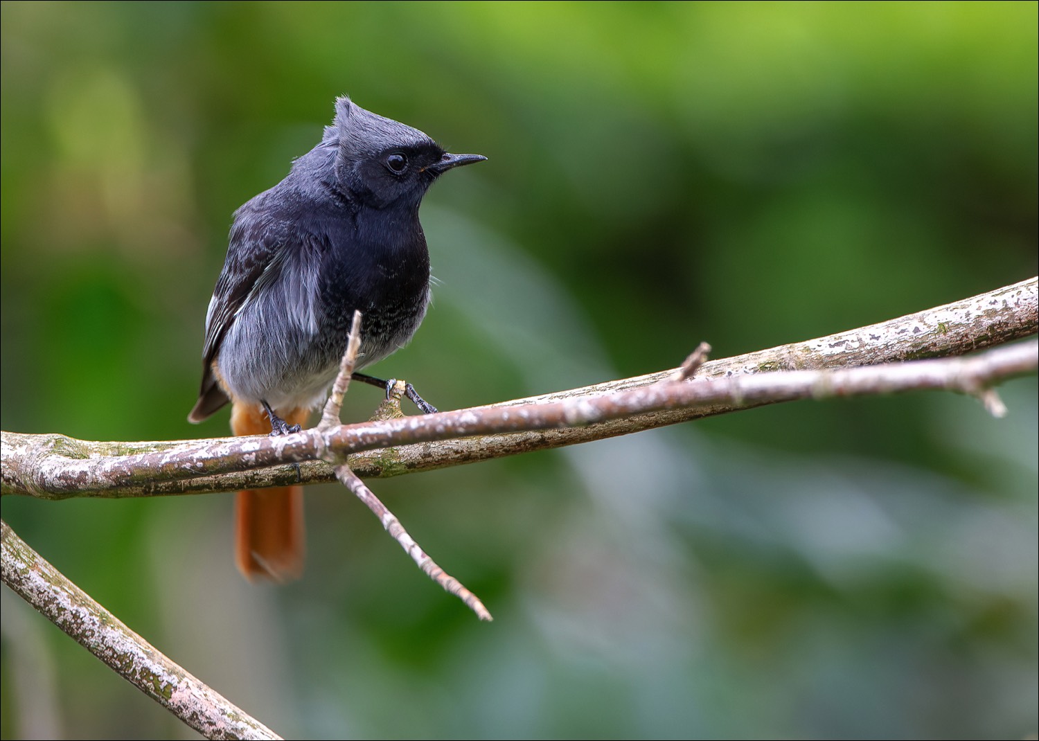 Black Redstart (Zwarte Roodstaart)