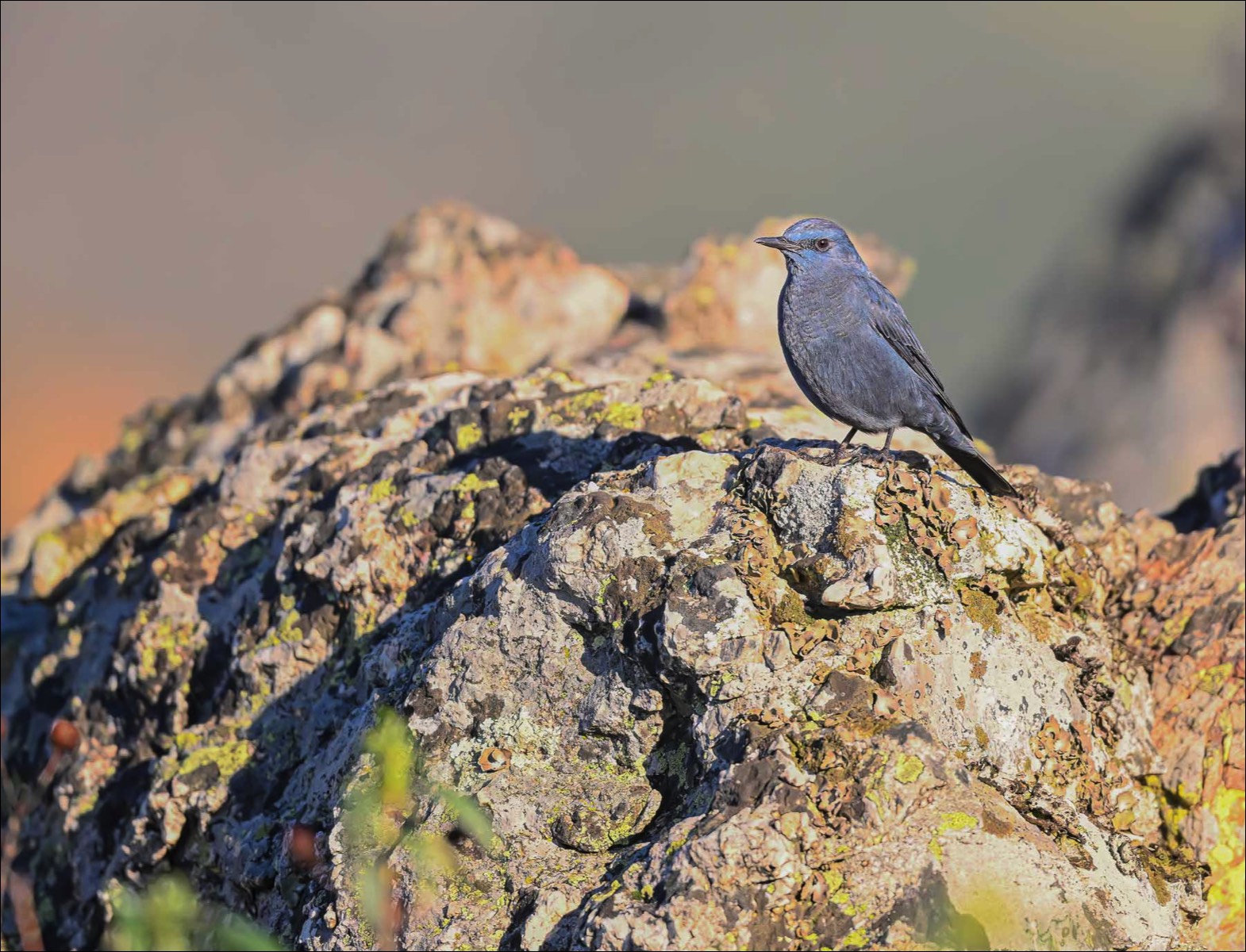 Blue Rock Trush (Blauwe Rotslijster)