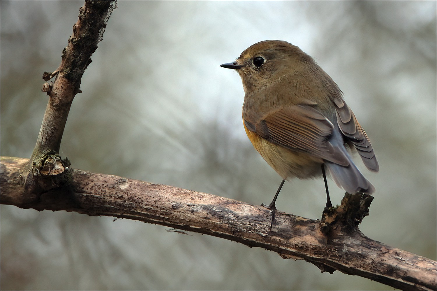 Red-flanked Bluetail (Blauwstaart)