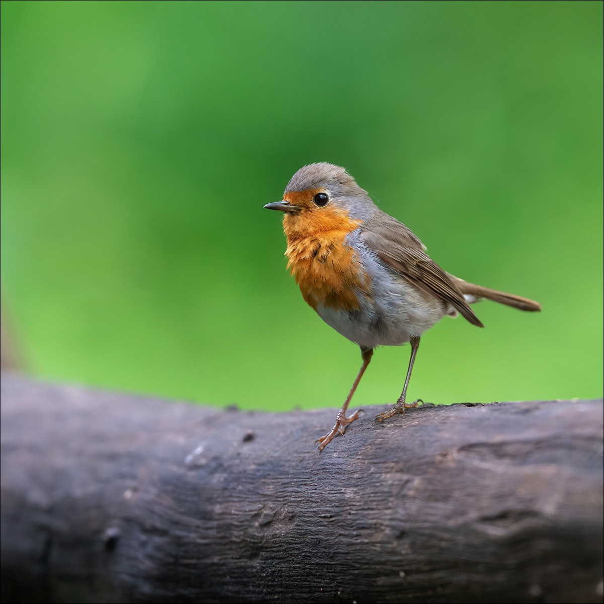 Robin (Roodborst)