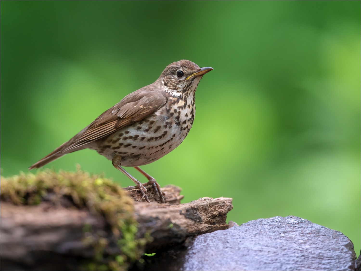 Song Thrush (Zanglijster)