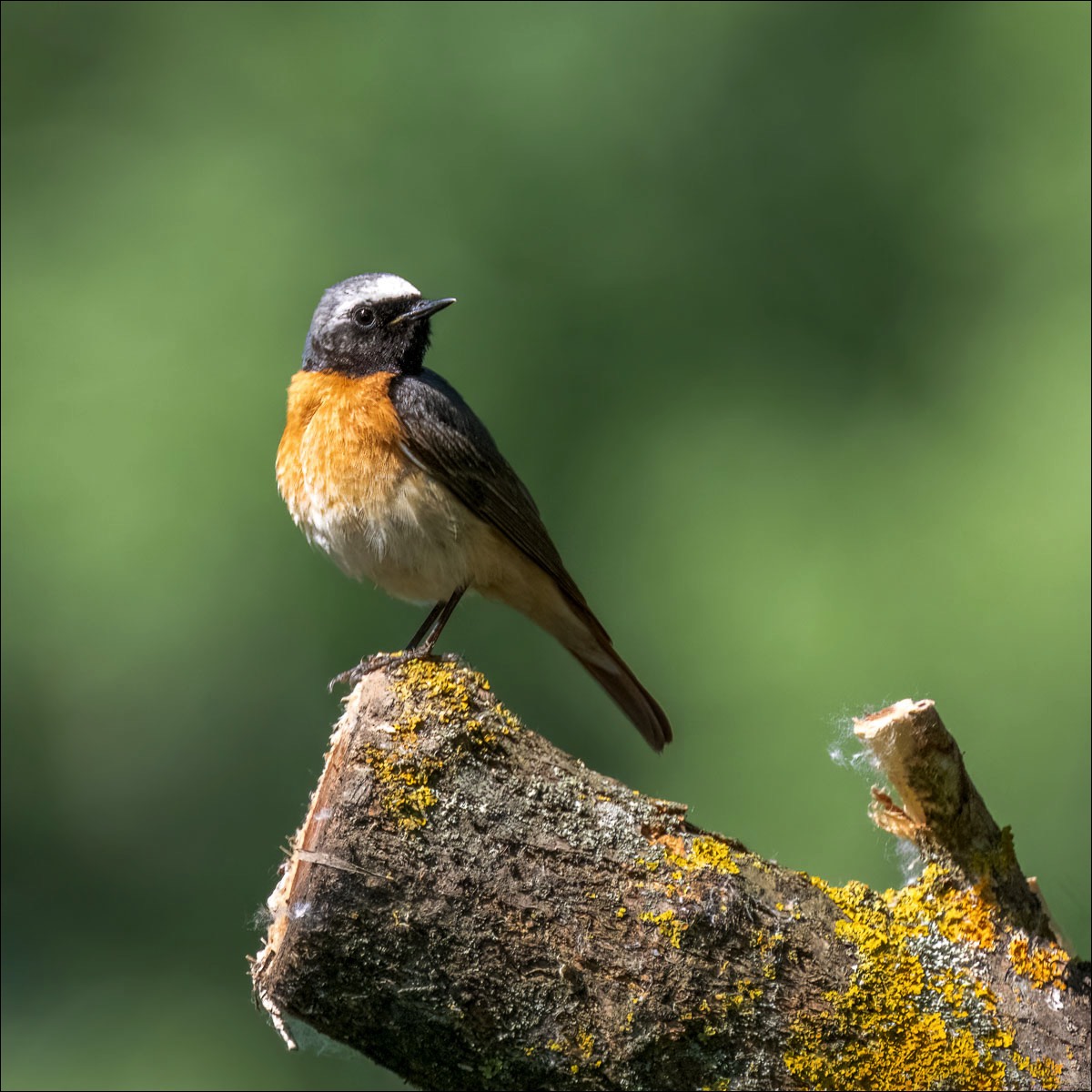 Common Redstart (Gekraagde Roodstaart)