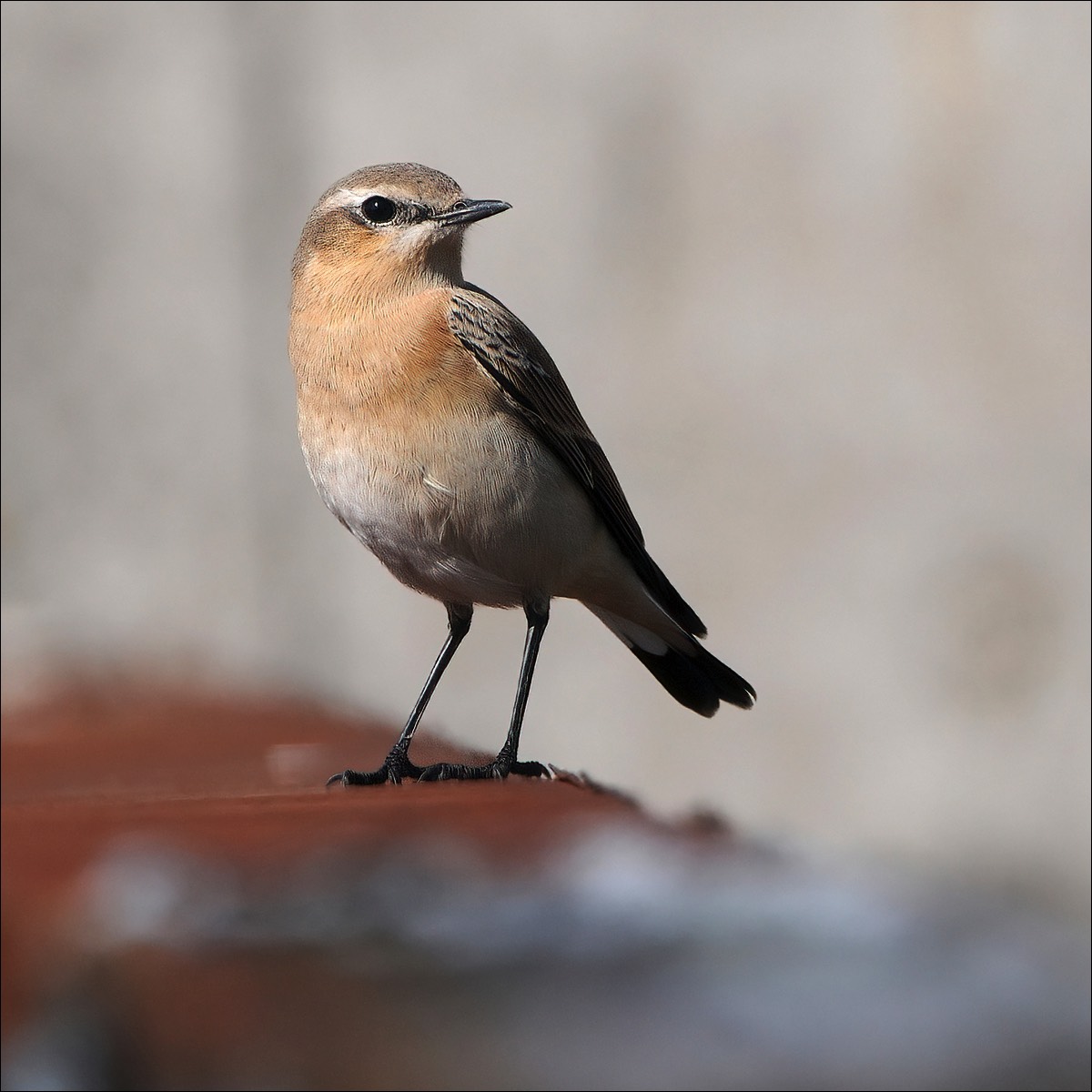 Northern Wheatear (Tapuit)