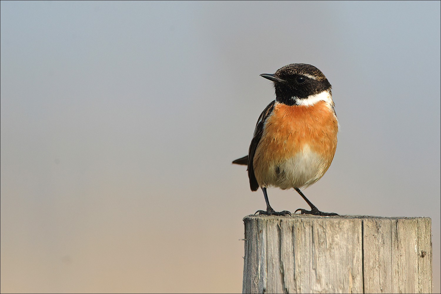 Common Stonechat (Roodborsttapuit)