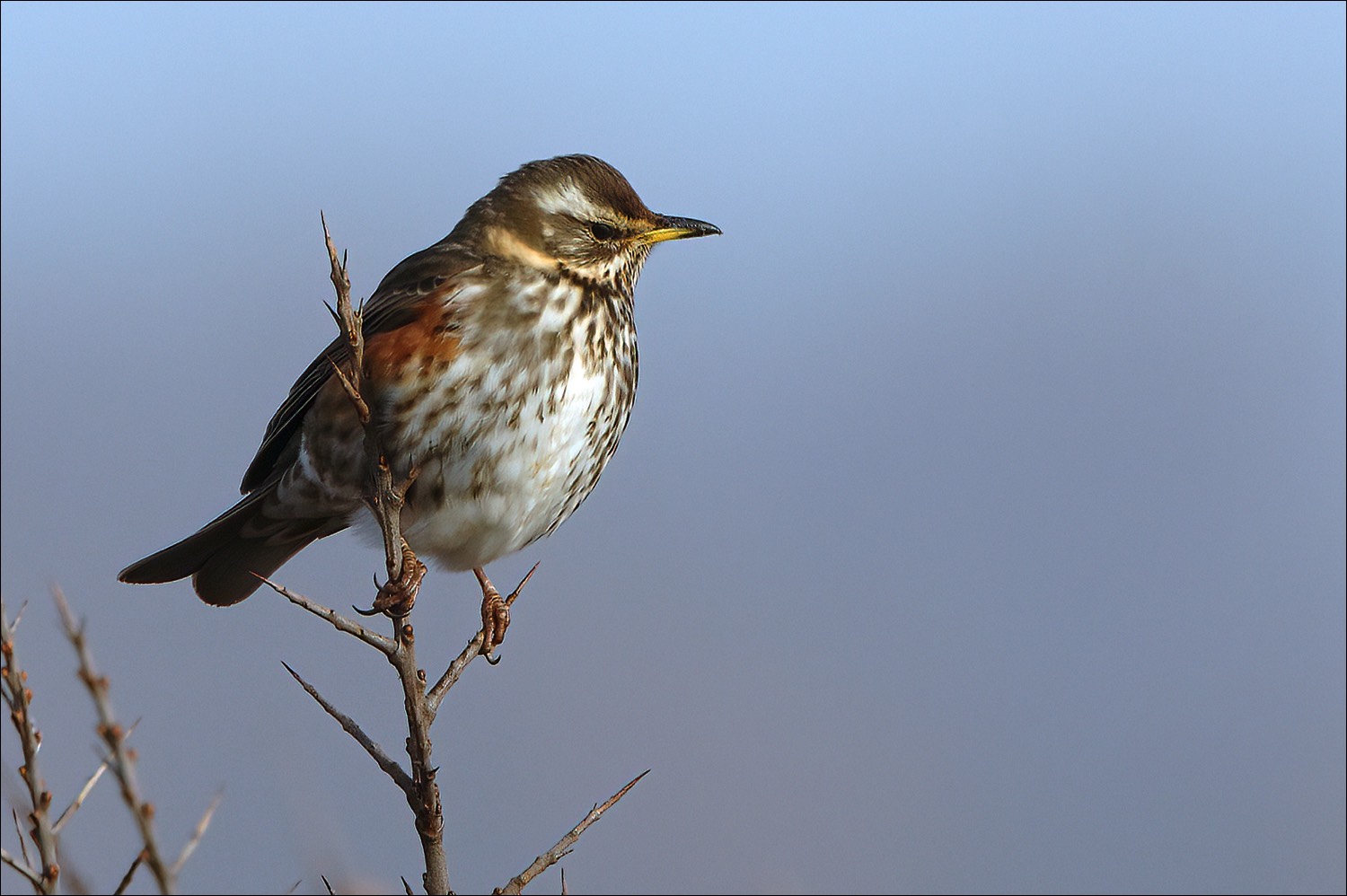 Redwing (Koperwiek)