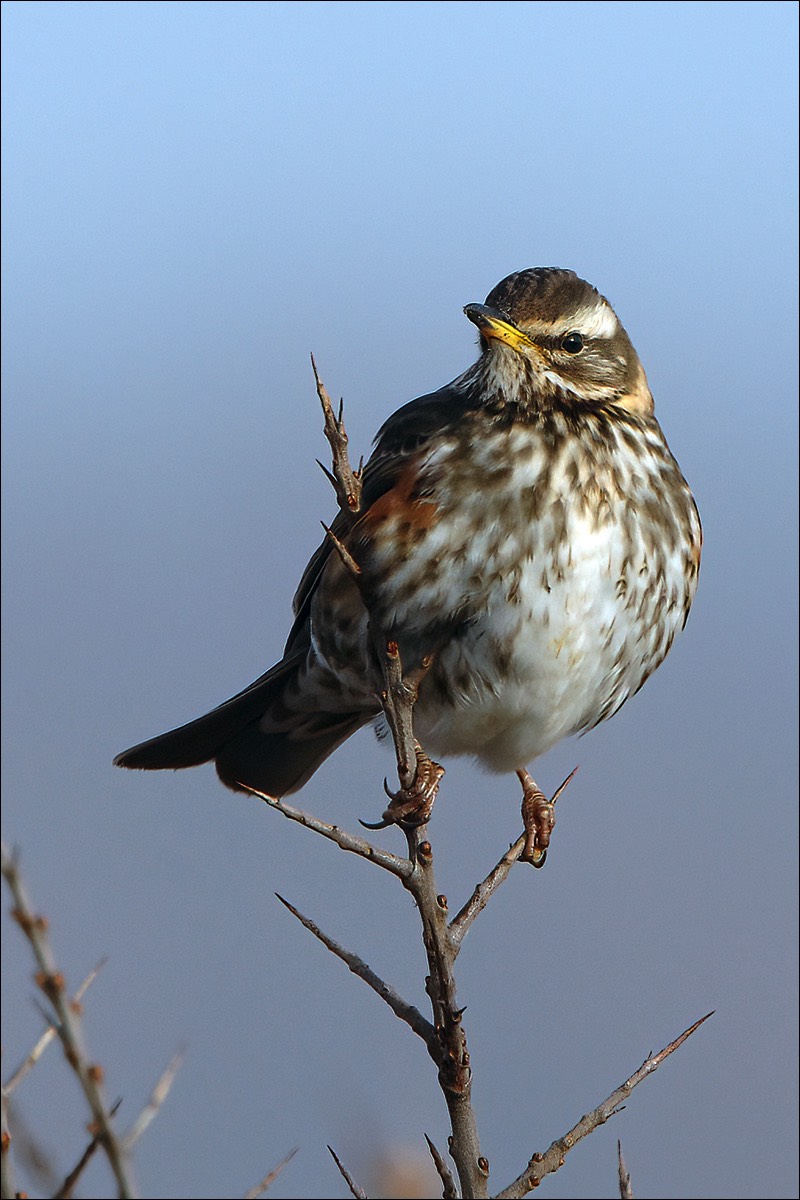 Redwing (Koperwiek)