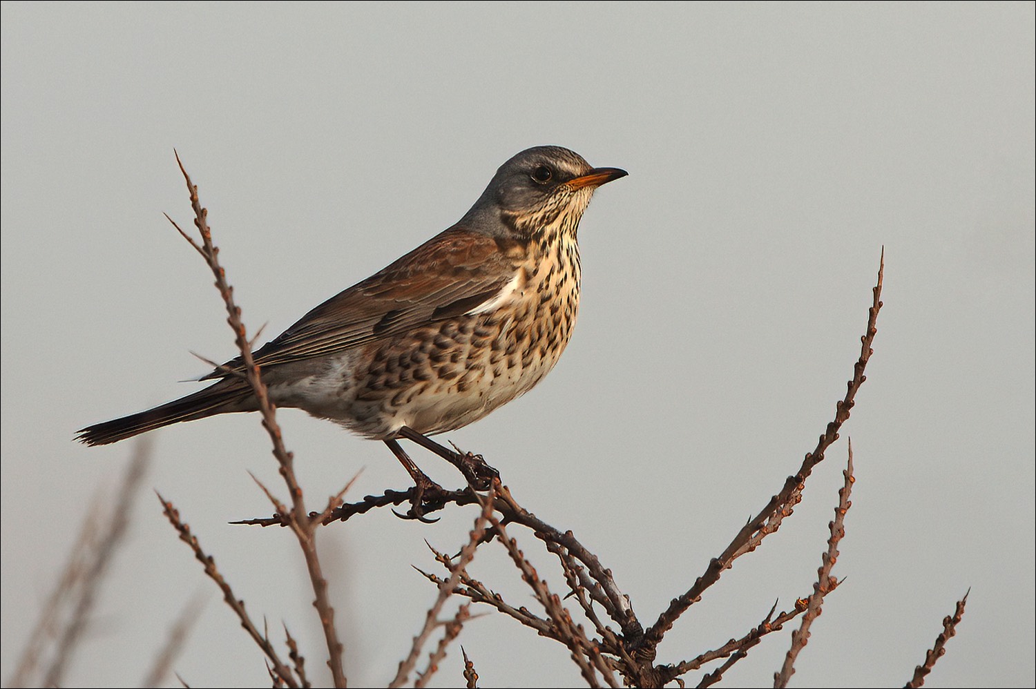 Fieldfare (Kramsvogel)