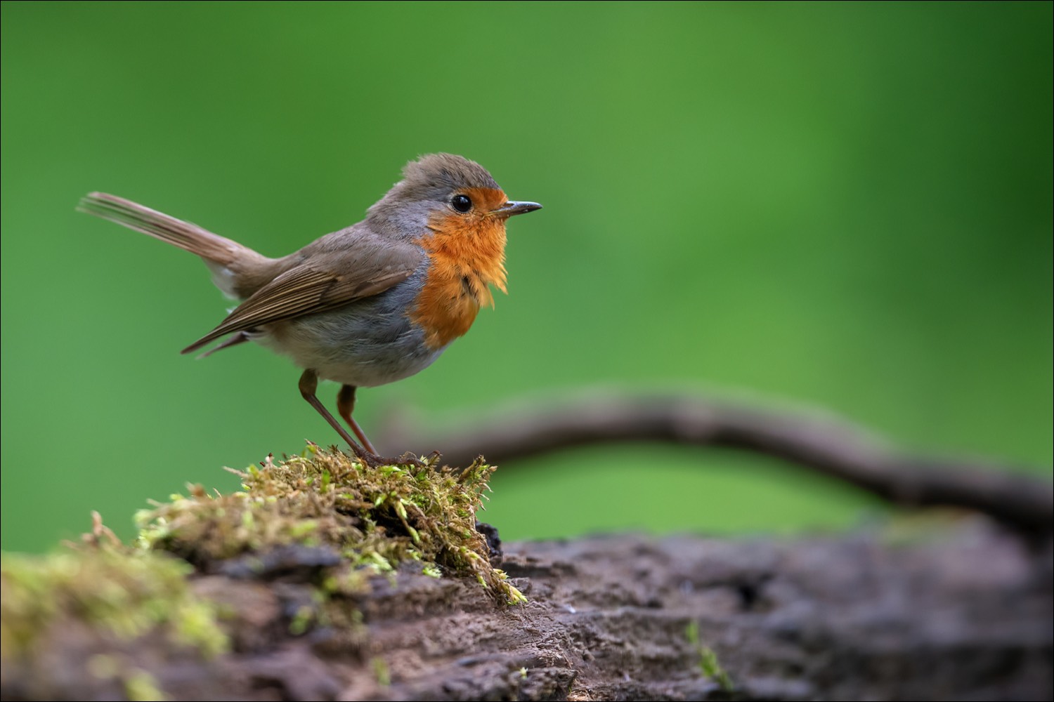 Robin (Roodborst)