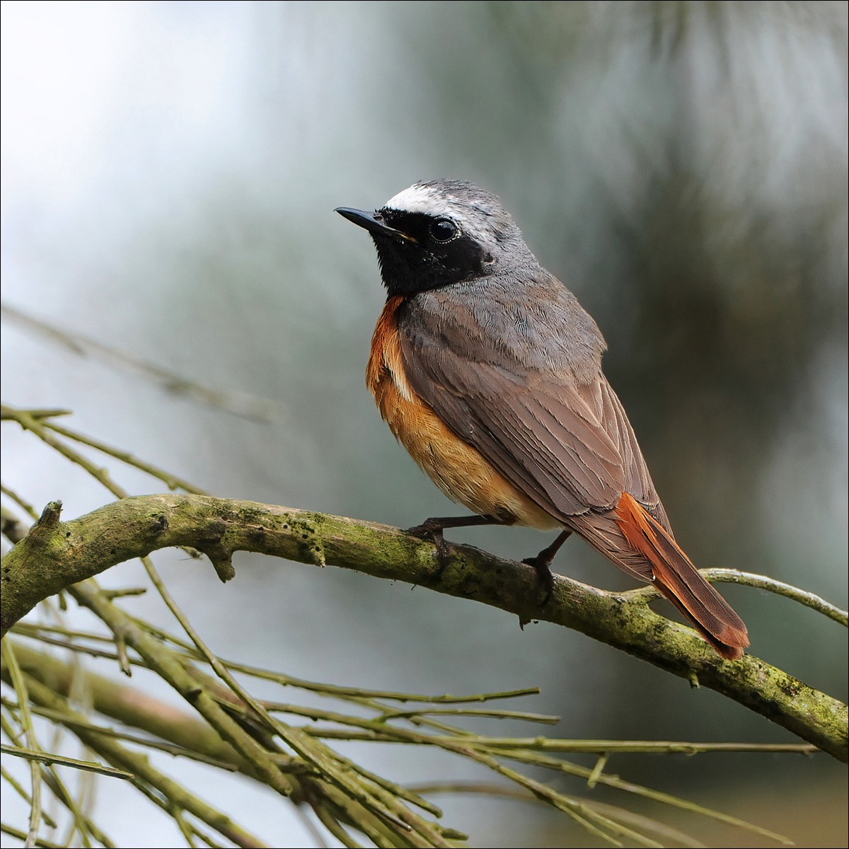 Common Redstart (Gekraagde Roodstaart)