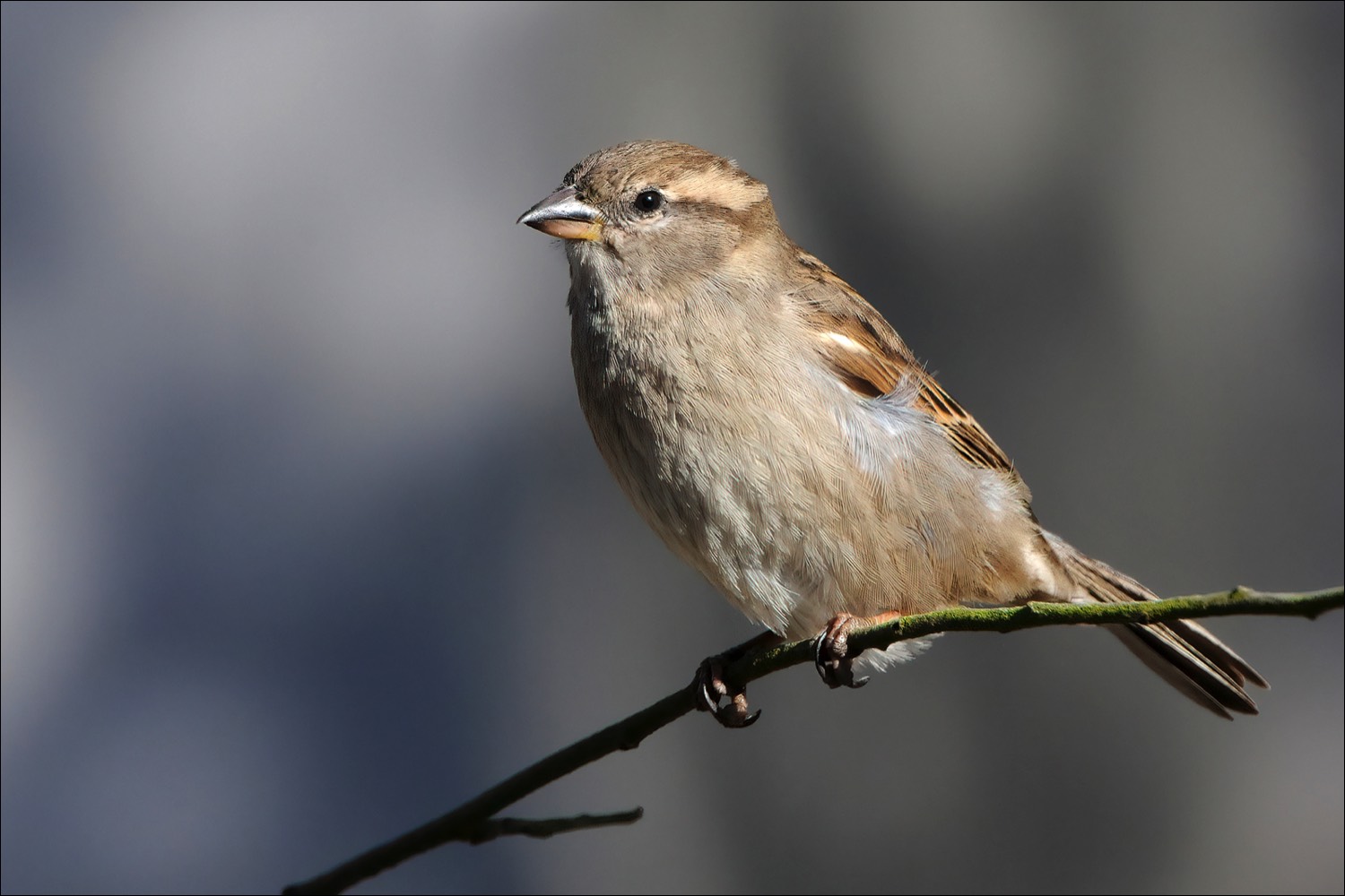 House Sparrow (Huismus)