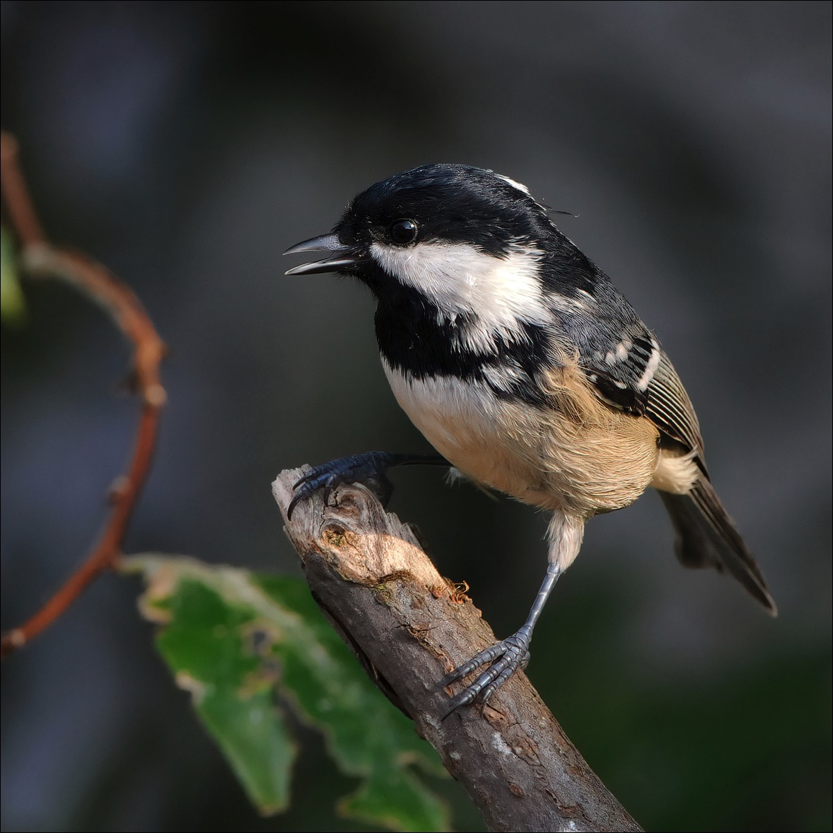 Black Tit (Zwarte Mees)