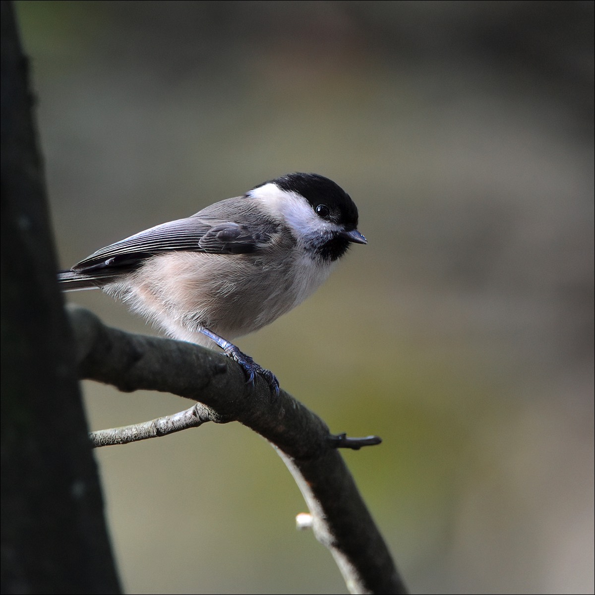 Willow Tit (Matkop)