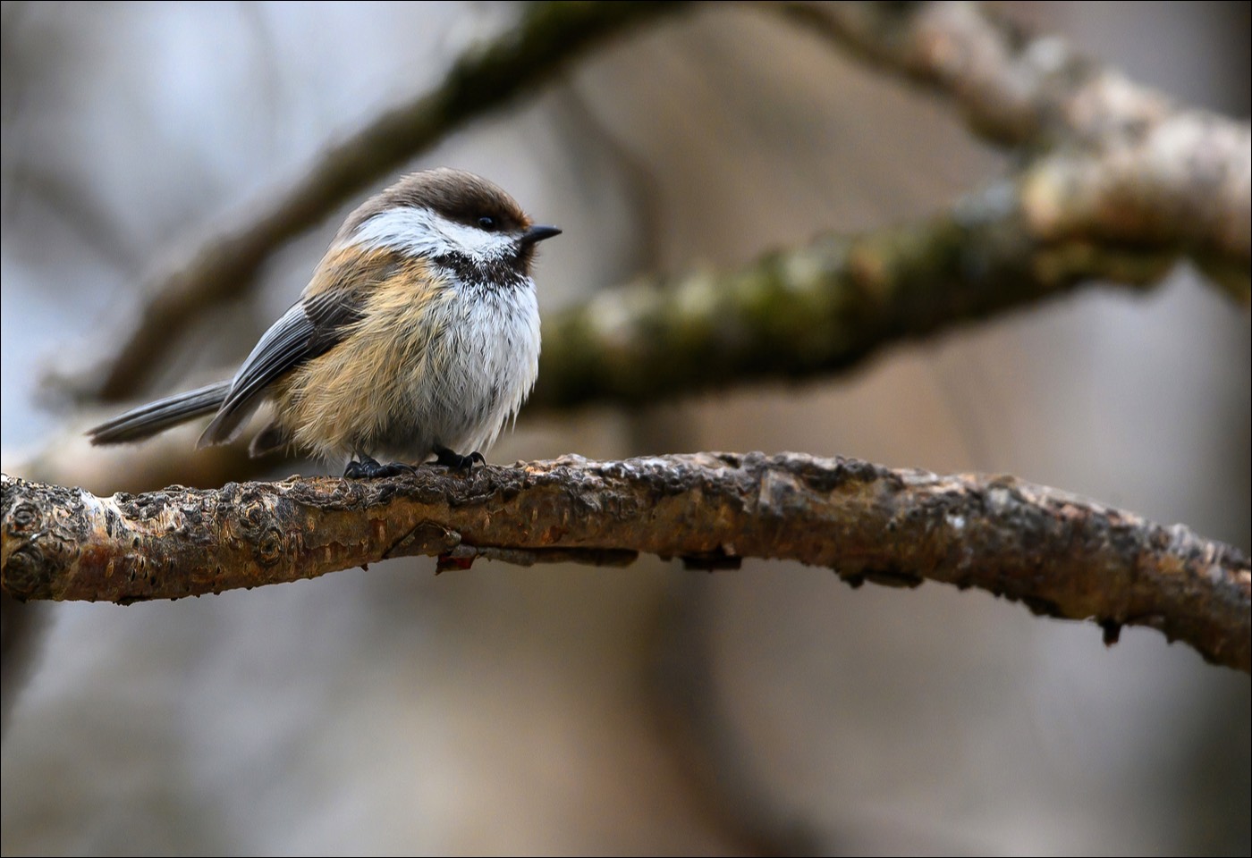 Siberian Tit (Bruinkopmees)