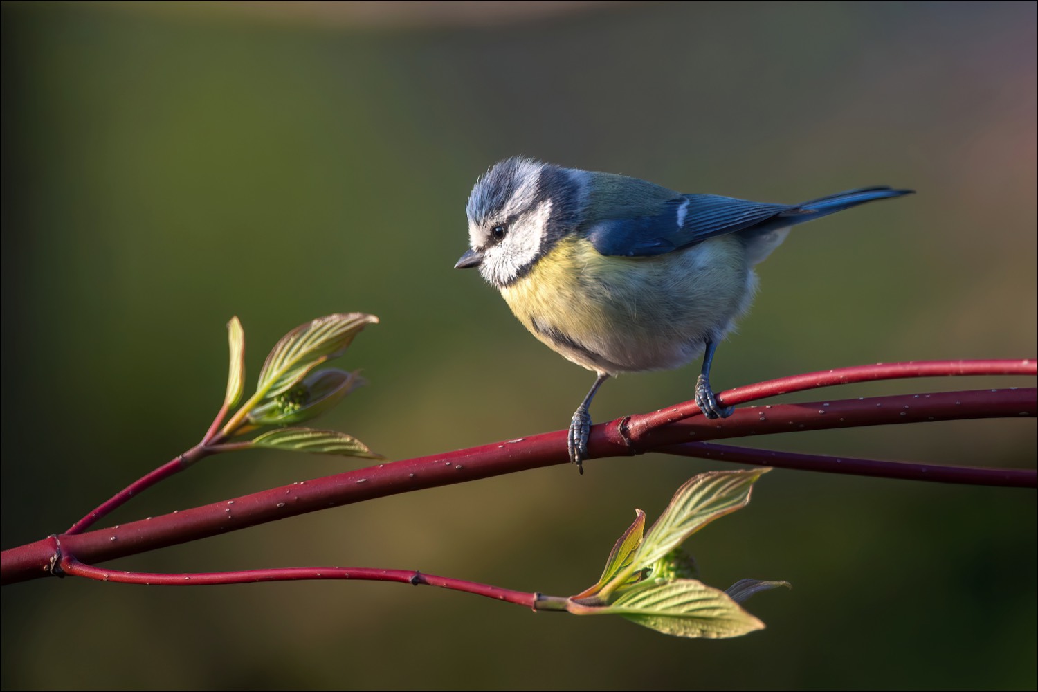 Blue Tit (Pimpelmees)