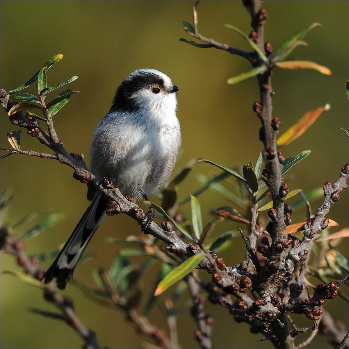 Long-tailed Tit (Staartmees)