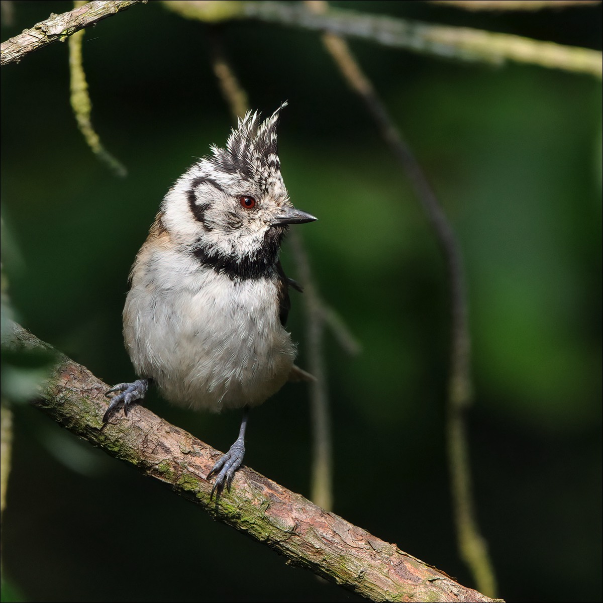 Crested Tit (Kuifmees)