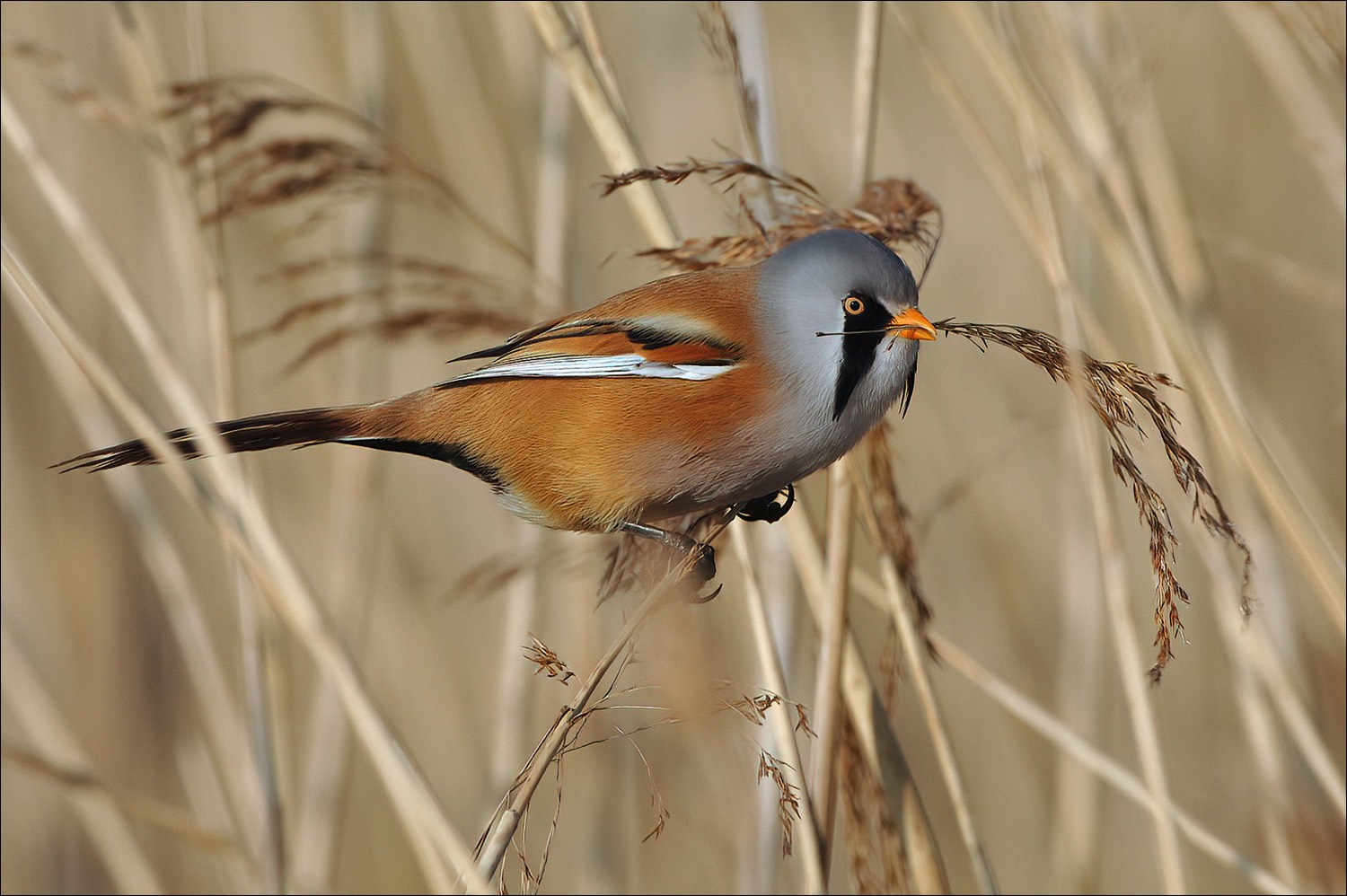 Bearded Tit (Baardman)