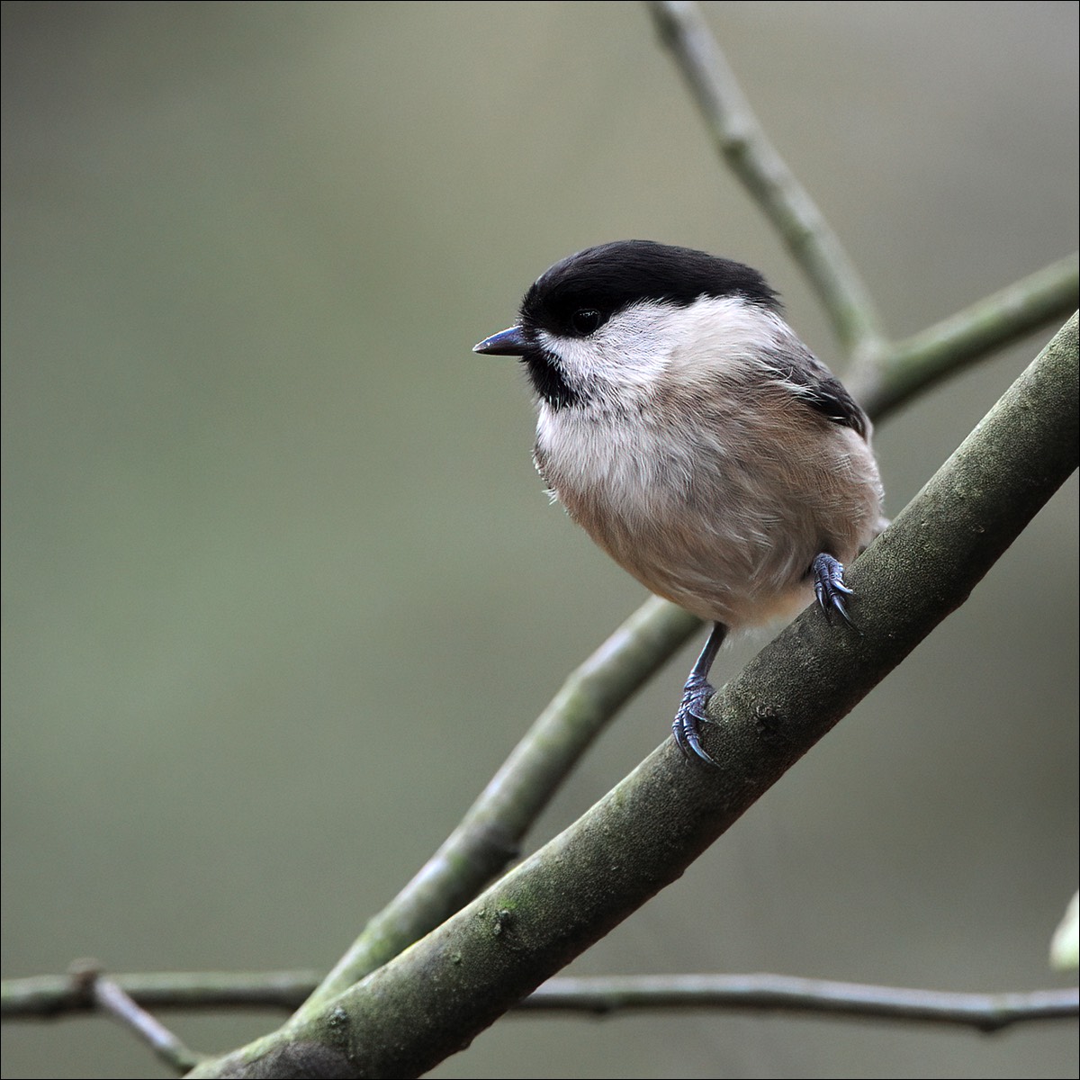 Willow Tit (Matkop)