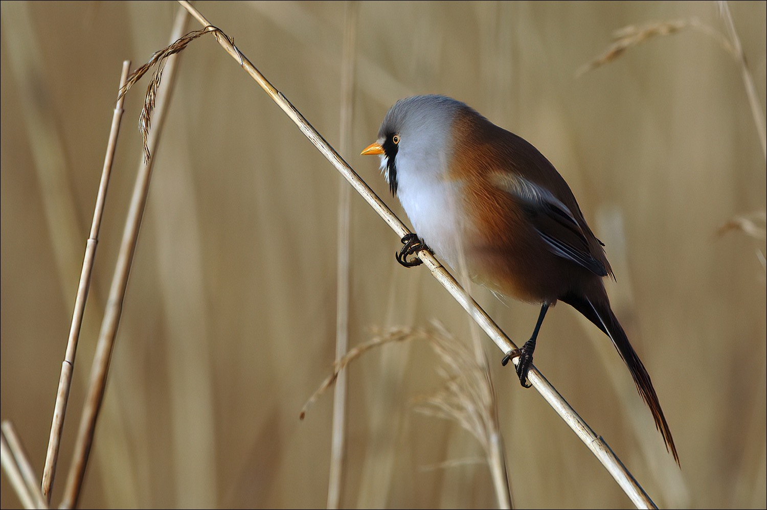 Bearded Tit (Baardman)