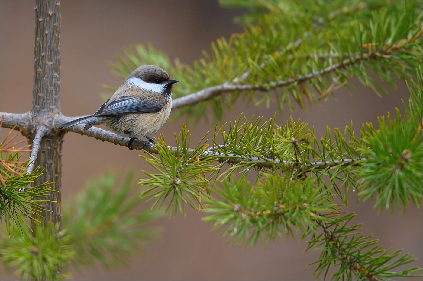 Siberian Tit (Bruinkopmees)